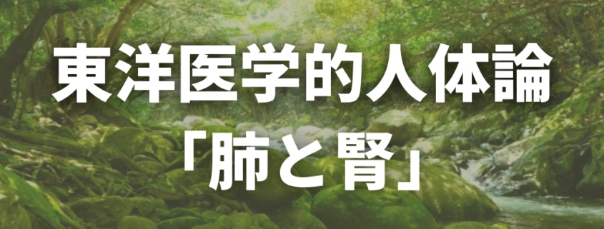 東洋医学的人体論 肺と腎「呼吸の調節」