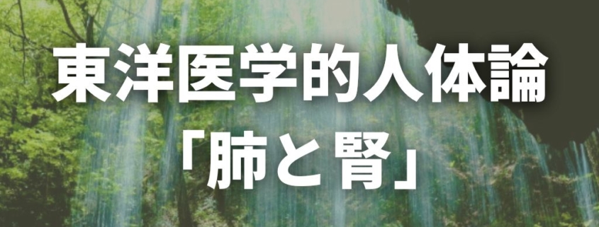 東洋医学的人体論 肺と腎「水液の代謝」